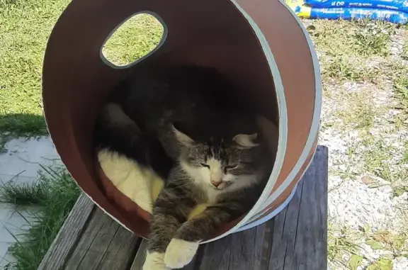 Пропал кот, Балаклавский проспект, 12 к2, Москва - гулял около дома - photo