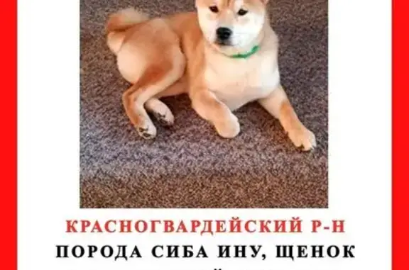 Пропала собака, проспект Наставников, 8 к1, Санкт-Петербург - щенок сиба-ину рыжего окраса - photo