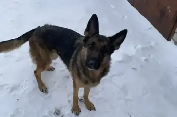 Найдена собака, Балашиха, фото: Найдена собака, девочка, Московский бульвар, Балашиха - активная и знает команды