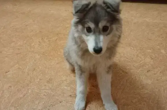 Найдена собака, Липецк, фото: Найдена собака, женский пол, улица Гагарина, городской округ Липецк - серая, добрая и активная