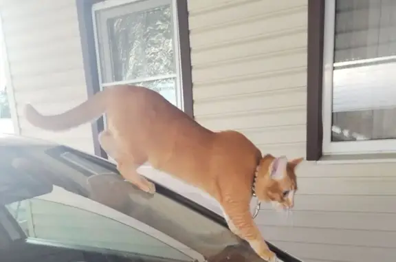 Пропал кот, Таманская улица, 32Б, Курганинск - ярко рыжий в мелкую полоску - photo