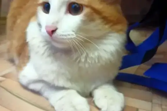 Найдена кошка, Оренбург, фото: Найдена кошка, Томилинская улица, 240, Оренбург - ласковый и ручной