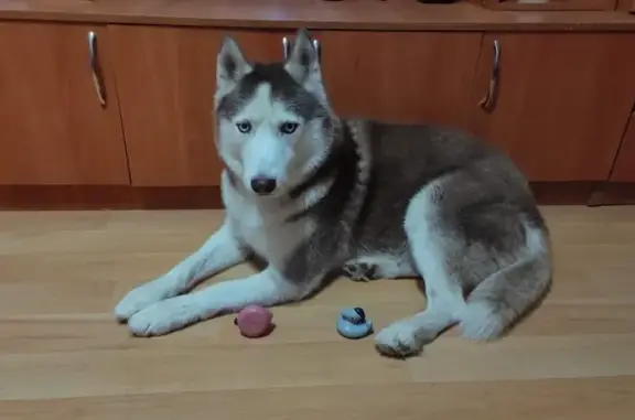 Окрас:шоколадный с белым,хвост рыжеватый. Ошейник синего цвета. Он чипирован. Сбежал: перегрыз и подкопал под забором