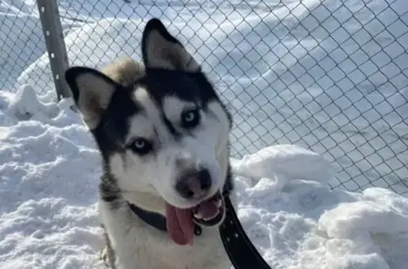 Пропал собака, Кружковская улица, 44, Нижний Новгород - порода хаски - photo