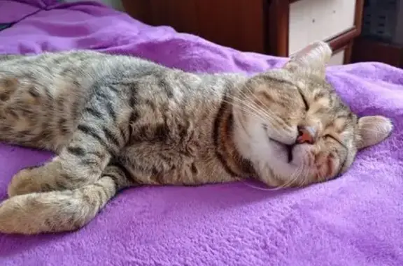 Пропал кот, Коксинский переулок, Горно-Алтайск - photo