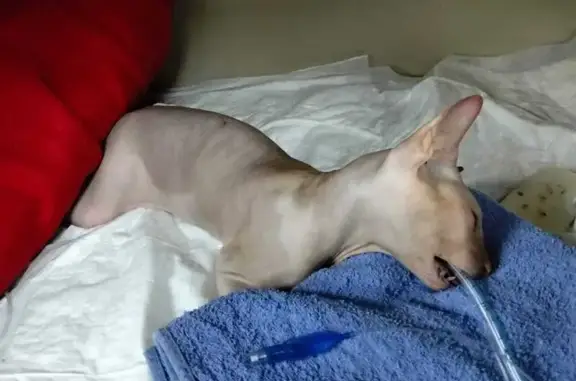 Найдена кошка, улица 78-й Добровольческой Бригады, Красноярск - лысая - photo