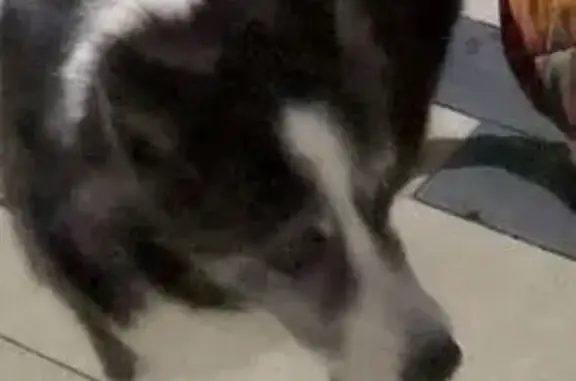 Собаки потеряшки, Тамбов, фото: Потеряшка собака, Летняя улица, 11, городской округ Тамбов - старая лайка, черная с белым