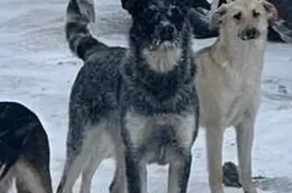 Найдена собака, Путилково, фото: Найдена собака, Путилково, Московская область - серо-бежевый кобель с металлическим ошейником