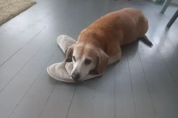 Пропал собака, Молодёжная улица, 114, Толмачёво - рыжий с белой грудью - photo