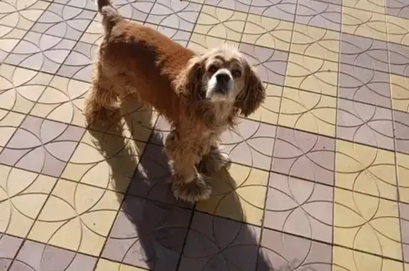 Пропал собака, улица Пушкина, 116, Новоалександровск - рыжий, не агрессивный - photo