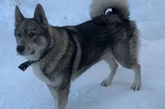 Пропал собака, Красноармейская улица, Томск - молодой кобель лайка - photo