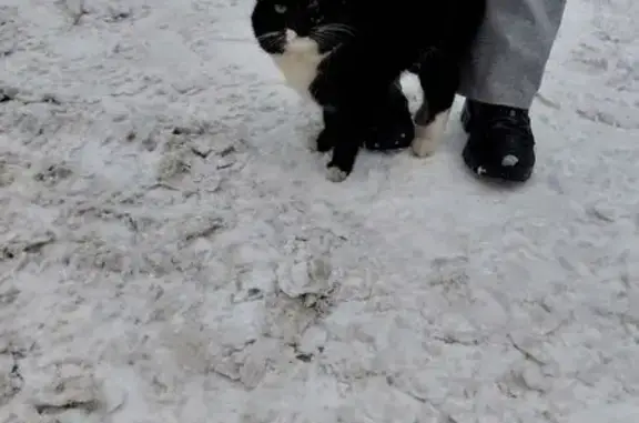 Найдена кошка, Казань, фото: Найдена кошка, улица Сабан, 2Г, Казань - чёрный с белой грудкой