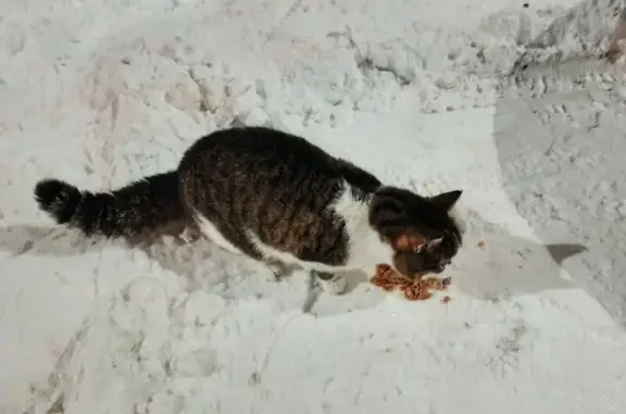 Найдена кошка, Пенза, фото: Найдена кошка, Тамбовская улица, 9А, городской округ Пенза - домашняя, плакала на парковке