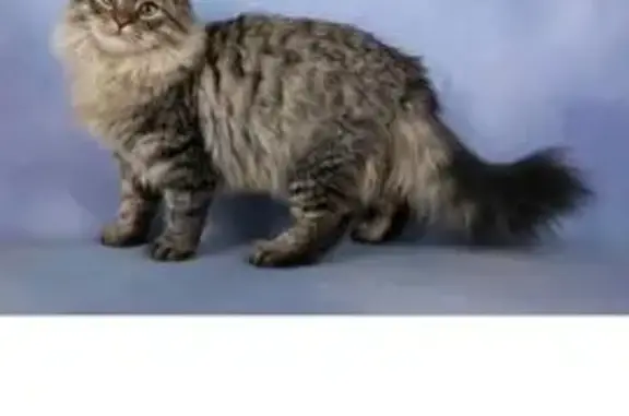 Пропал кот, 13, Зея - photo