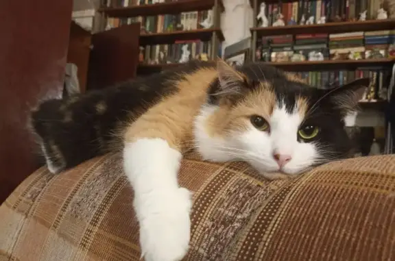 Кошки потеряшки, Санкт-Петербург, фото: Потеряшка кошка, Бронницкая улица, 10, Санкт-Петербург - трёхцветная, средне пушистая