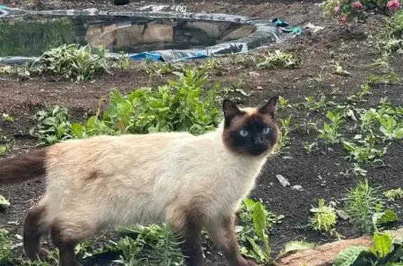 Кошки потеряшки, Косулино, фото: Потеряшка кот, Кольцевая улица, 95, Косулино - белый с чёрным