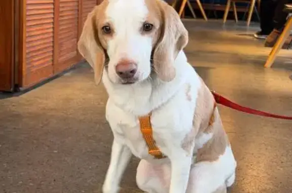 Собаки потеряшки, Каштаны, фото: Потеряшка собака, женский пол, улица Мичурина, 2А, Каштаны