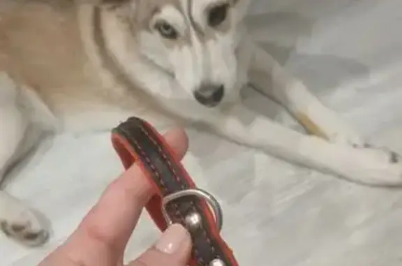 Найдена собака, Новосибирск, фото: Найдена собака, Магистральная улица, 1В, Новосибирск - щенок девочка с ошейником