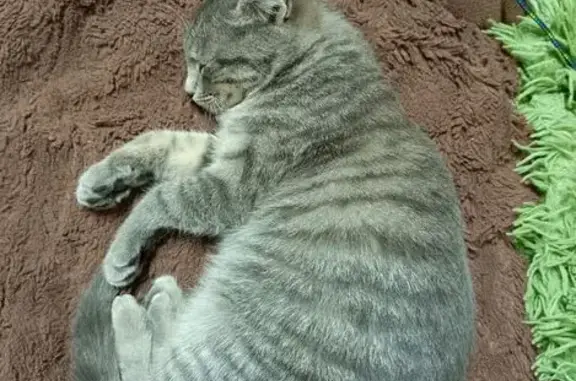 Пропала кошка, 4-й переулок, 107, Семикаракорск - игривая и не боится людей - photo