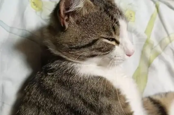 Пропал кот, Приманная улица, 15, Каневская - полосатый темно серый с белым - photo