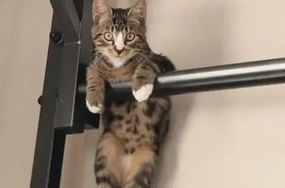 Пропал кот, Рябиновый бульвар, Южно-Сахалинск - красивый и добрый - photo