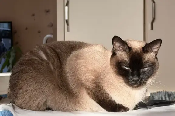 Пропала кошка, 15А-203, Добрунское сельское поселение - откликается на Флора - photo