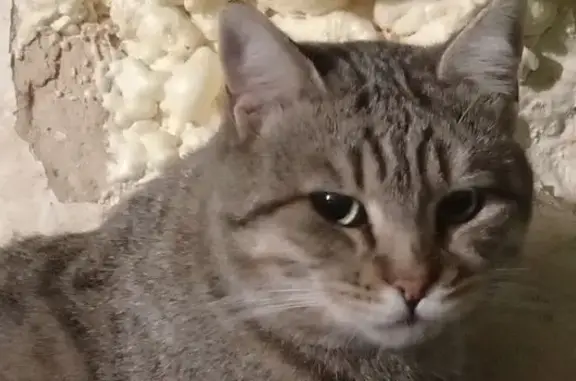 Кошки потеряшки, Ростов-на-Дону, фото: Потеряшка кот, улица Баумана, Ростов-на-Дону