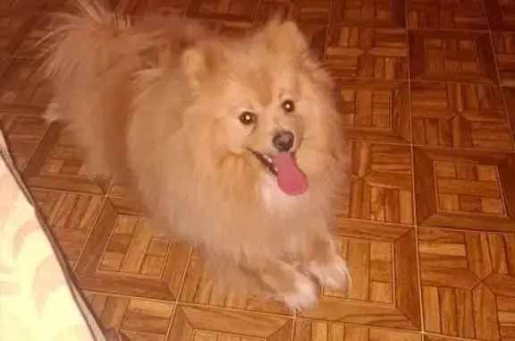 Найдена собака, Тула, фото: Найден собака, Демидовская улица, 74, Тула - рыжий