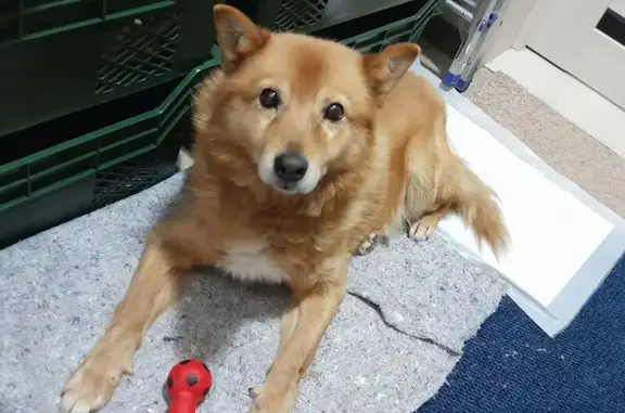 Найдена собака, Рассудово, фото: Найден собака, мужской, Рассудово, Москва - пушистый среднего размера