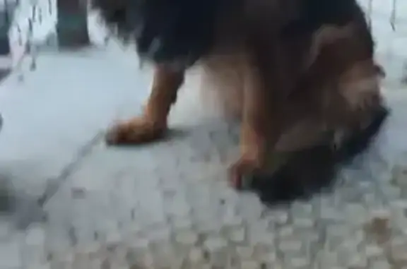 Пропал собака, Рахманово, Московская область - зовут Рекс - photo