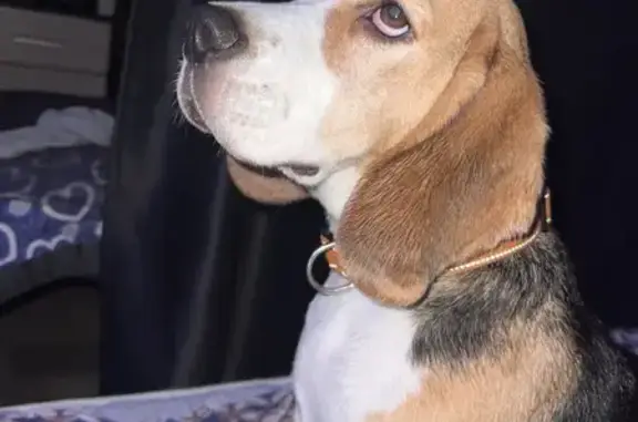 Собаки потеряшки, Красноярск, фото: Потеряшка собака, Цимлянская улица, Красноярск - трёхцветный, был слабоват