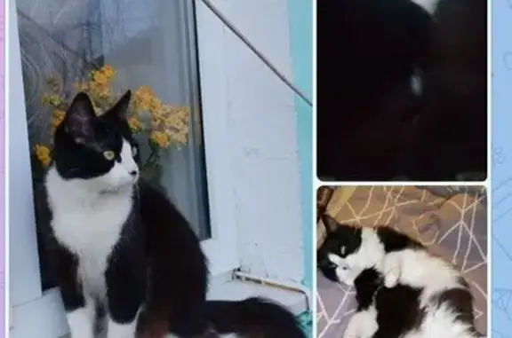 Пропал кот, Монетный переулок, 13, Ростов-на-Дону - откликается на Кисю - photo