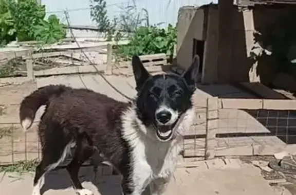 Пропала собака, Пешки, Московская область - черно-белая - photo