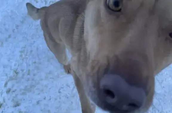 Найдена собака, Липецк, фото: Найдена собака, улица Кочеткова, 4А, Липецк