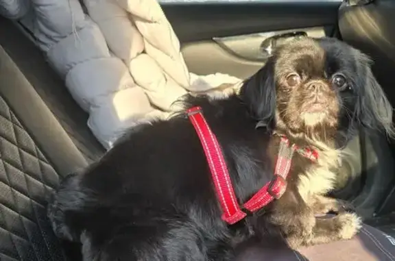 Найдена собака, Апариха, фото: Найдена собака, Пограничная улица, Апариха - черная девочка пекинес или японский хин