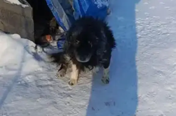 Найдена собака, Гагаринский район, фото: Найден собака, мужской, Гагаринский район - белая грудка и кончик хвоста