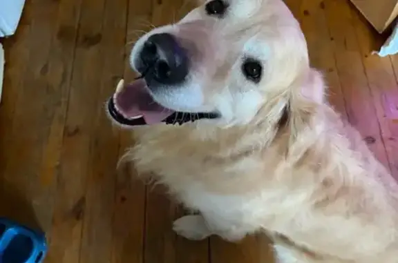 Найдена собака, Ижевск, фото: Найден собака, улица Олега Кошевого, 2, городской округ Ижевск - с ошейником и поводком