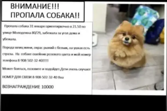 Пропала собака, Молодёжная улица, Ростов-на-Дону - photo