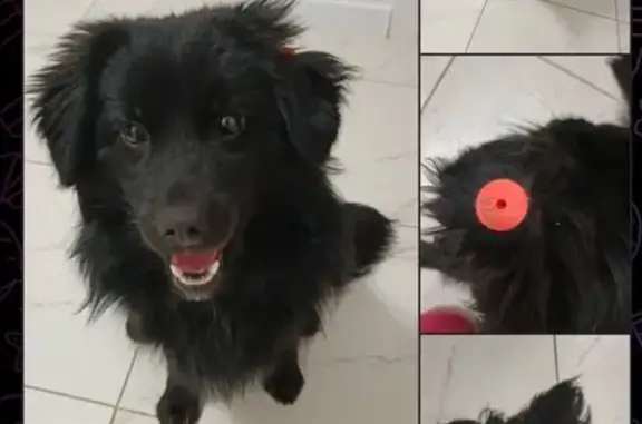 Найдена собака, Краснодар, фото: Найдена собака, улица Дзержинского, 100, Краснодар