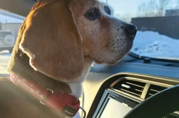 Найдена собака, Хабаровск, фото: Найдена собака, улица Куйбышева, 34, Хабаровск - девочка породы бигль