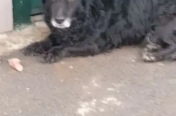 Найдена собака, Ростов-на-Дону, фото: Найден собака, Потапинский переулок, 4А, Ростов-на-Дону - черный окрас, волнистая шерсть