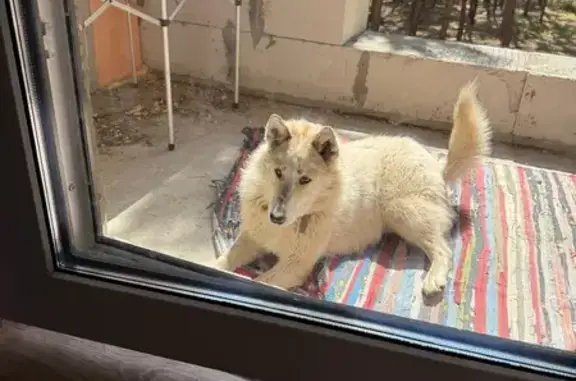 Пропала собака, городское поселение Емельяново, Красноярский край - убежала 31 января - photo
