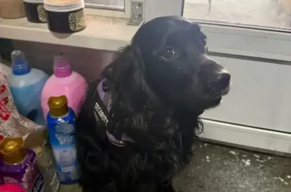 Найдена собака, Челябинск, фото: Найден собака, Троицкий тракт, 46/1, Челябинск - чёрный кокер спаниель с фиолетовой шлейкой