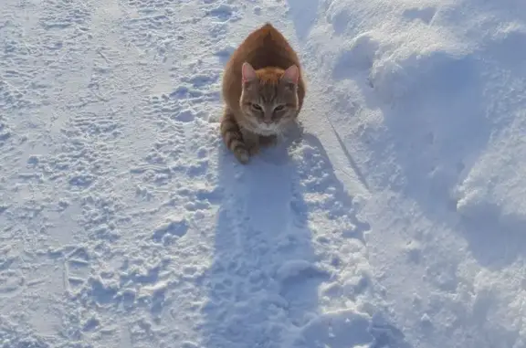 Найдена кошка, Богашево, фото: Найден кот, улица Мичурина, Богашёво - молодой рыжий с ошейником
