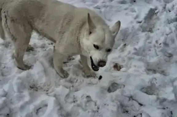 Найдена собака, Оренбург, фото: Найден собака, Алтайская улица, Оренбург - серый мальчик с ошейником