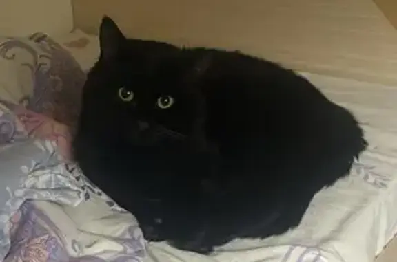 Пропал кот, Уральская улица, городской округ Тамбов - окрас чёрный - photo