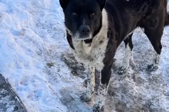 Найдена собака, Ласкино, фото: Найден собака, мужской, Солнечная улица, 3, Ласкино