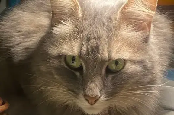 Кошки потеряшки, Санкт-Петербург, фото: Потеряшка кошка, Пионерская улица, 28, Санкт-Петербург - серая, похожа на сибирскую