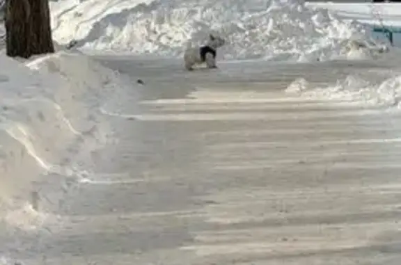 Собаки потеряшки, Барнаул, фото: Потеряшка собака, улица Георгиева, 55, Барнаул - белая сука вест