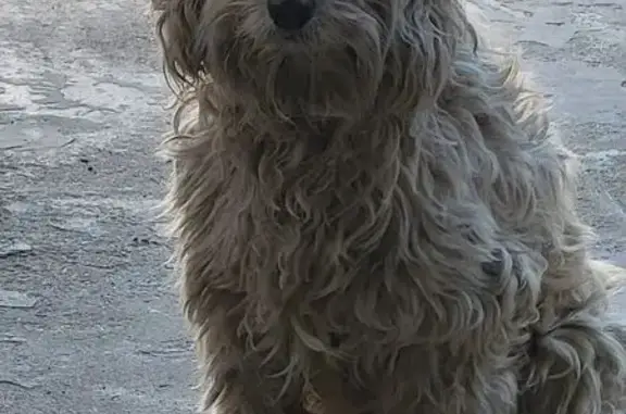 Пропал собака, улица Зои Космодемьянской, 84, Усть-Лабинск - пропал в ночь с 31 декабря - photo